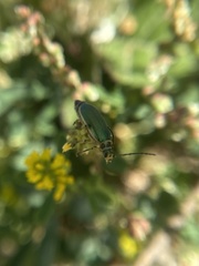 Trirhabda flavolimbata