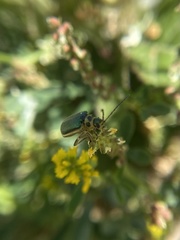 Trirhabda flavolimbata