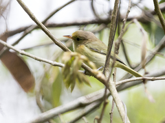 Pachysylvia aurantiifrons