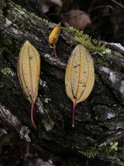 Axinaea macrophylla