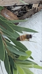 Apis mellifera