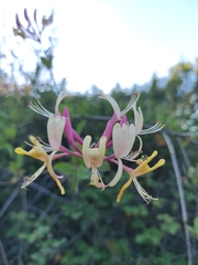 Lonicera etrusca