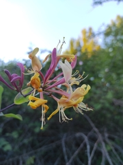 Lonicera etrusca