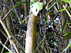 Pheugopedius mystacalis