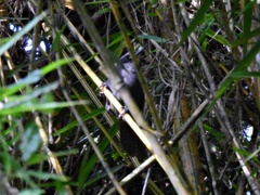 Pheugopedius mystacalis
