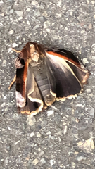 Lepidoptera