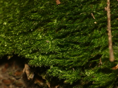 Pseudotaxiphyllum