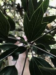 Oreopanax bogotensis