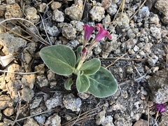 Cycladenia humilis