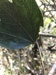 Oreopanax bogotensis