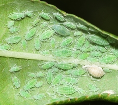 Hyalopterus amygdali