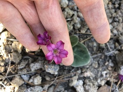 Cycladenia humilis