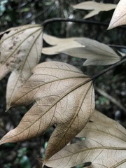 Oreopanax bogotensis