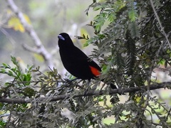 Ramphocelus flammigerus flammigerus