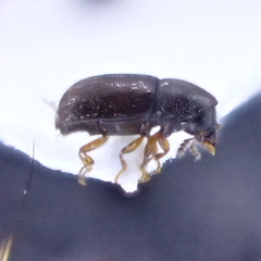 Sulcacis fronticornis