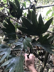 Oreopanax bogotensis