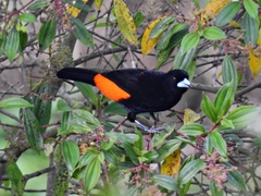 Ramphocelus flammigerus flammigerus