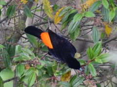 Ramphocelus flammigerus flammigerus