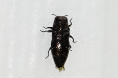 Taphrocerus
