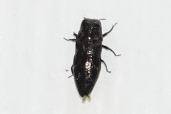 Taphrocerus