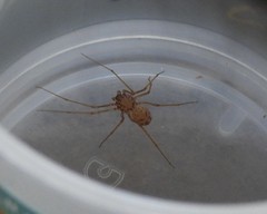 Scytodes