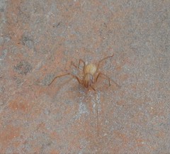 Scytodes
