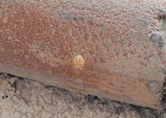 Scytodes
