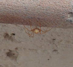 Scytodes