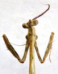 Vates pectinicornis