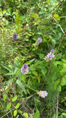 Orbexilum pedunculatum