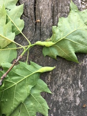 Melikaiella tumifica