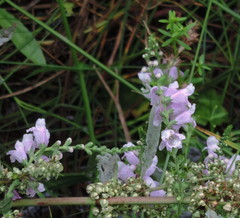 Physostegia intermedia