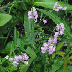 Physostegia intermedia