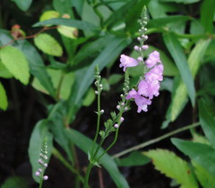 Physostegia intermedia