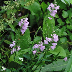 Physostegia intermedia
