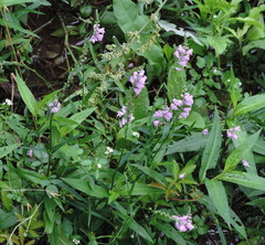 Physostegia intermedia