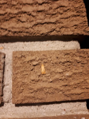 Sparganothis tristriata