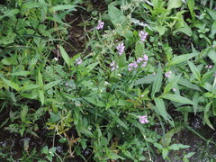 Physostegia intermedia