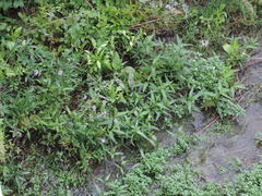 Physostegia intermedia