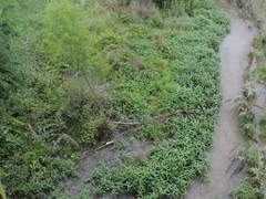 Physostegia intermedia