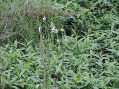 Physostegia intermedia