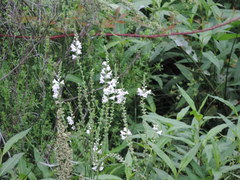 Physostegia intermedia