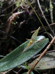Pleurothallis killipii