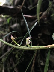 Maxillaria graminifolia
