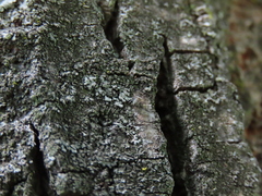 Mesopsocus