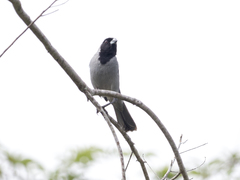 Schistochlamys melanopis