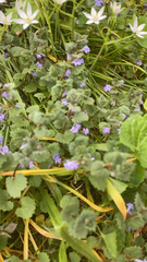 Glechoma hederacea