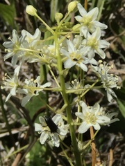 Toxicoscordion fontanum