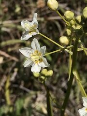 Toxicoscordion fontanum