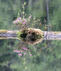 Kalmia microphylla occidentalis